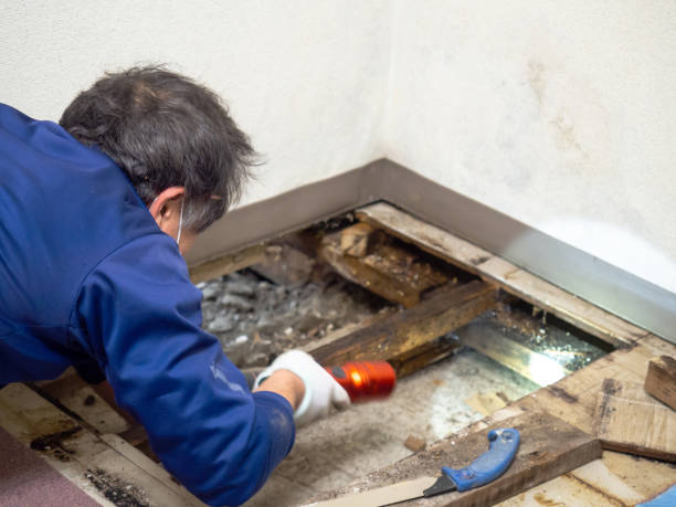 Reliable Aberdeen Proving Ground, MD Mold Removal Solutions