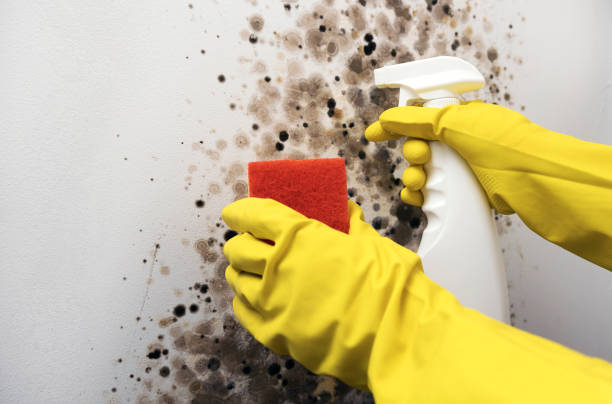 Home Mold Removal in Aberdeen Proving Ground, MD