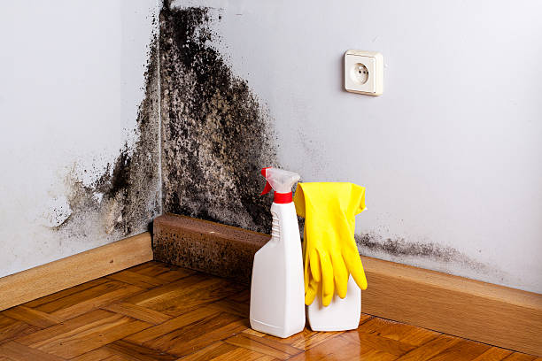  Aberdeen Proving Ground, MD Mold Removal Pros